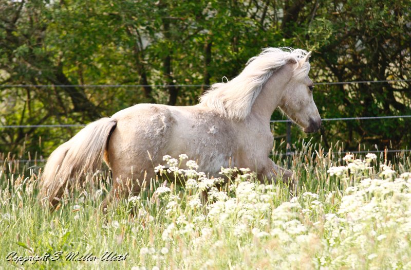 Hengste 20110521 a.jpg